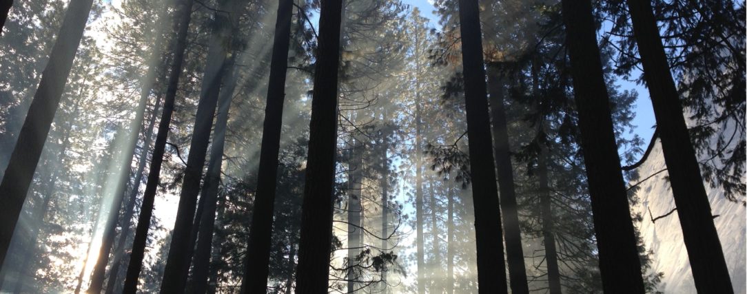 sunshine through forest