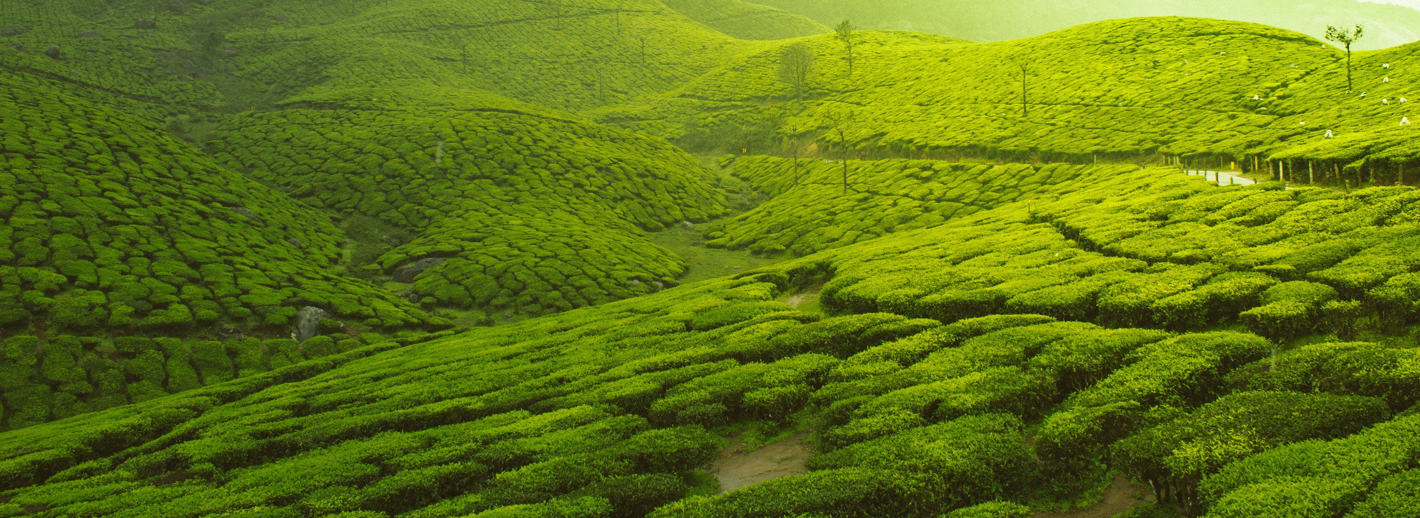 green crops by Vivek Kumar